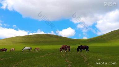 内蒙古草原悠闲吃草马群